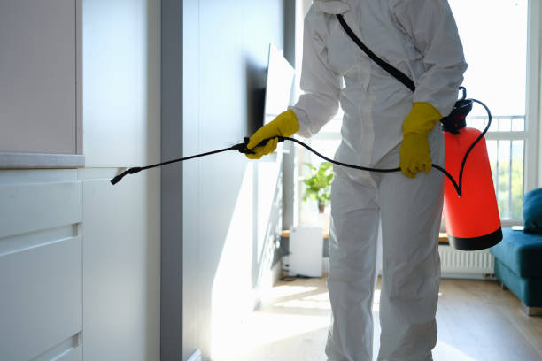 Best Best Mold Removal Companies  in Kiryas Joel, NY