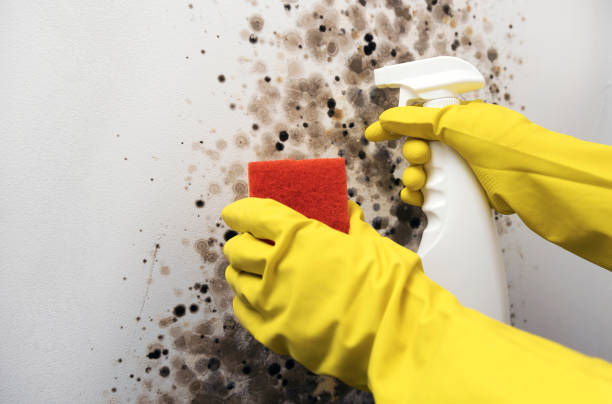 Best Mold Removal Near Me  in Kiryas Joel, NY