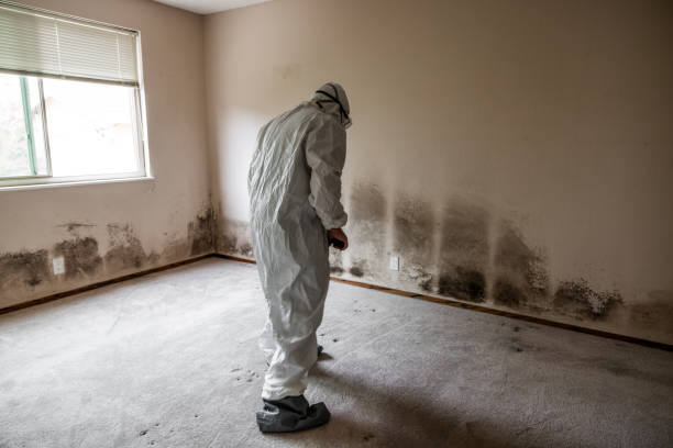 Best Mold Cleaning Services  in Kiryas Joel, NY