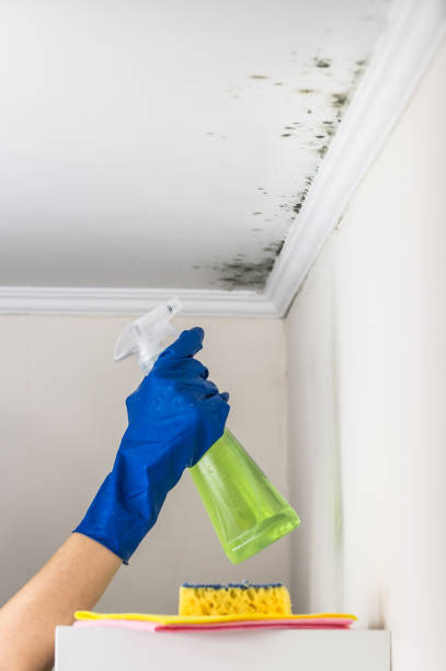 Best Attic Mold Removal  in Kiryas Joel, NY